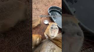 This Is How Capybaras Communicate🤗🤗 [upl. by Slohcin948]