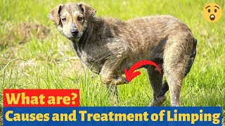 What are the Causes and Treatment of Limping in Dogs 🤔  Dog Lameness [upl. by Nilyac]