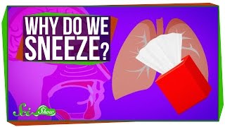 Why Do We Sneeze [upl. by Dric]