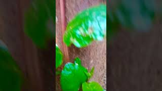 पोई या पोयसाग या बचलू वैज्ञानिक नाम बेसेला अल्बा  BASELLA ALBAvideo garden nature natural [upl. by Egrog]