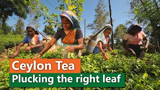 Ceylon Tea  Plucking the right leaf [upl. by Frost369]