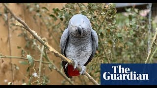 Swearing parrots separated after telling folk where to go [upl. by Noevad]