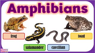 AMPHIBIANS  Vertebrates  Classification of Vertebrates  Animals  Liy Learns Tutorial [upl. by Aisatnaf537]