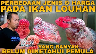 Review JENIS  JENIS IKAN LOUHAN Yang Belum Diketahui PEMULA Dan PERBEDAAN HARGA Louhan [upl. by Roath429]