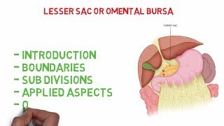 Omental bursa  Lesser sac Easy Anatomy notes [upl. by Eltrym544]