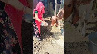 Lamba lamba ghunghat trending youtubshort hariyanvi song vairal [upl. by Noitsuj]