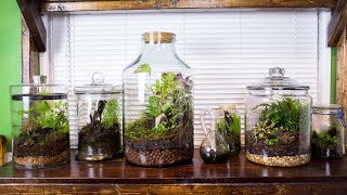 Satisfying amp Relaxing Terrarium Art [upl. by Latreese]