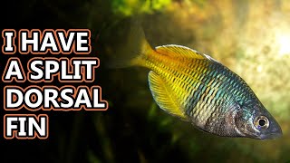 Rainbowfish facts the colorful fish  Animal Fact Files [upl. by Bodnar]