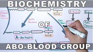 Biochemistry of ABO Antigens [upl. by Donnell985]