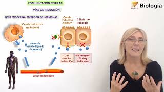 18 BiologíaComunicación celular [upl. by Sugna]