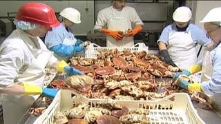 Crab Processing  04 [upl. by Nirrat902]