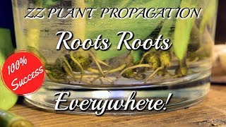 ZZ Plant Propagation in Water  WE HAVE ROOTS [upl. by Garbe]