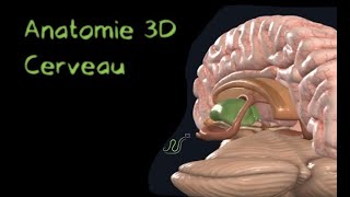 Description Anatomique 3D du cerveau Naturosoutien [upl. by Uoliram]