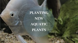 Planting New Aquatic plants Green Ozelot amp Red Flame Sword [upl. by Eldridge]