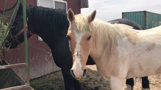 Horses Eating Hay [upl. by Ydnic387]