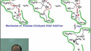 Mechanism of Aldolasecatalyzed Aldol Addition [upl. by Shulamith]