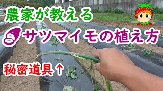 サツマイモの植え方を農家が教えるよ。秘密道具の作り方も紹介【紅あずま】 [upl. by Iggy]