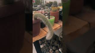 Monkey tail cactus [upl. by Riana916]