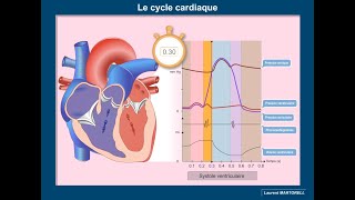 Les étapes du cycle cardiaque [upl. by Ahselrac]