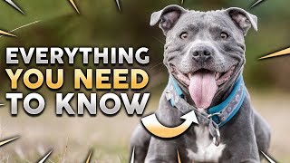 STAFFORDSHIRE BULL TERRIER 101 Everything You Need To Know About Owning a STAFFY Puppy [upl. by Mercy]