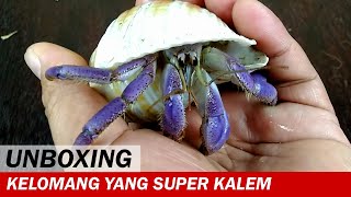 UNBOXING  Kelomang Lila yang Kalem dan Cangkang Unik  Unboxing Video  Crabpedia [upl. by Cutter]