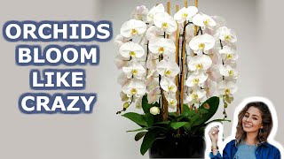 Your Orchid Will Bloom all Year Round 7 Growing Orchids Tips You Should Know  iKnow [upl. by Yeliw]