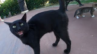 Black Cat Meowing Like He is a Goose  Honking Cat [upl. by Adelind]