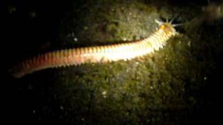 Play with Bobbit Worm 1海怪 in Lembah [upl. by Publea754]