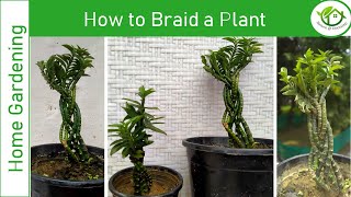 How to Braid Plants Innovative Gardening [upl. by Shrier]