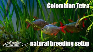 Colombian Tetra  natural breeding setup [upl. by Lupiv619]