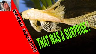 HOW TO BREED LONGFIN ALBINO BRISTLENOSE PLECOS [upl. by Gambell]