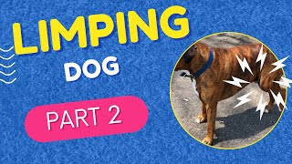 How to Figure out your dogs limp FAST [upl. by Rockel]