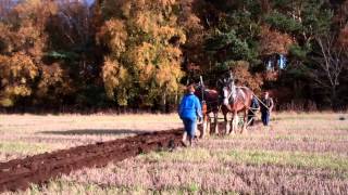 Scottish Clydesdale Horses Ploughing Kingskettle Fife Scotland [upl. by Aimil]