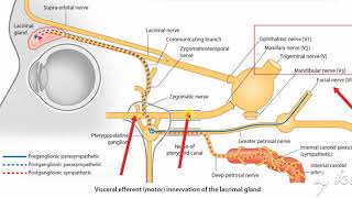 Pterygopalatine ganglion 1 [upl. by Sisak440]