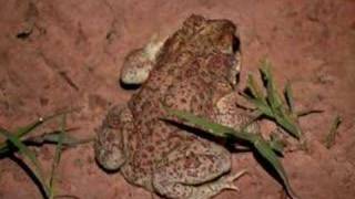 Red Spotted Toad [upl. by Idona]