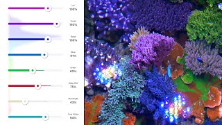 Aquarium LED Colors Explained [upl. by Oiluig522]