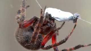 Spider wrapping and feeding on ant [upl. by Cogen]