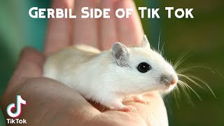 Gerbil Side of Tik Tok [upl. by Lorant]