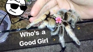 MEET all my FRIENDLY TARANTULAS  Best beginner tarantula [upl. by Jenda]