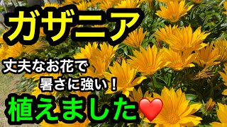 『ガザニア』丈夫なお花で暑さに強い！花満開に育てるよ😊 [upl. by Anyd398]