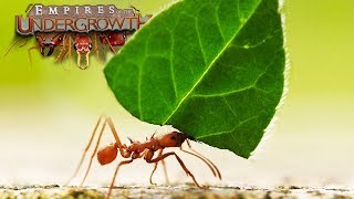 Ant Simulator  The Leaf Cutters  Empires Of The Undergrowth  Ep8 [upl. by Stephania]