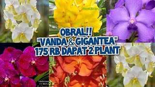 STOCK BARU VANDA amp GIGANTEA  175 RB DAPAT 2 PLANT no admin 085782741417 🙏💯 [upl. by Yard]