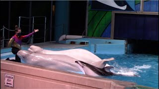 SeaWorld Dolphin Interaction [upl. by Haim487]