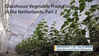 Glasshouse vegetable production in the Netherlands Part 2 [upl. by Elsie25]