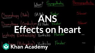 Autonomic nervous system effects on the heart  NCLEXRN  Khan Academy [upl. by Ayit522]