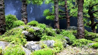 Summer Work on My Larch Forest Part 2 The Bonsai Zone July 2023 [upl. by Ham497]