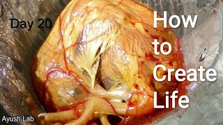 How to Make Life in broken Egg without hen  Indias first chick hatched without an eggshell [upl. by Lurie]