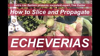 How to Slice Behead and ReRoot Large Echeverias with Succulent Expert Tina Zucker [upl. by Jecoa]