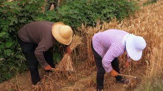 Harvesting and processing a small Wheat plot by hand [upl. by Birdie]