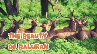 The Beauty of Baluran [upl. by Iru]